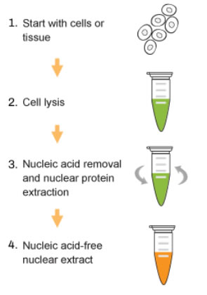 Nuclear Extract Preparation