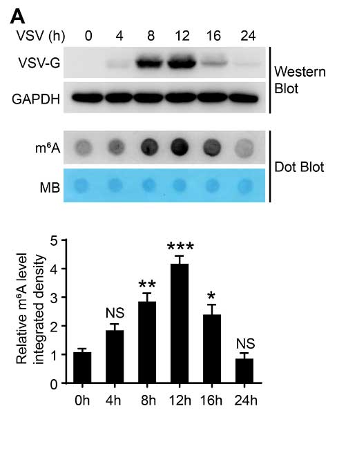 m6A May Help Inhibit Viral Replication