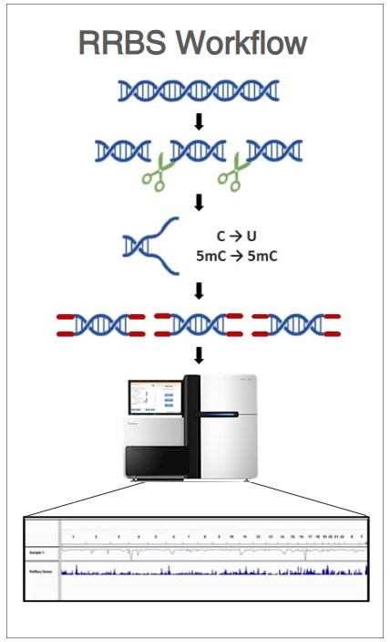 DNA Methylation Analysis