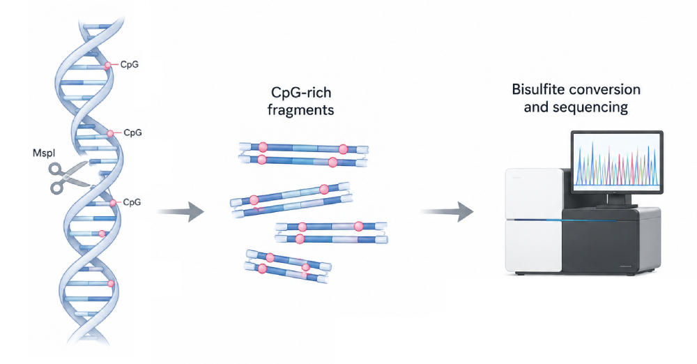 RRBS for CpG-Rich Methylome Profiling in FFPE, Biopsy, and Other Limited Research Samples