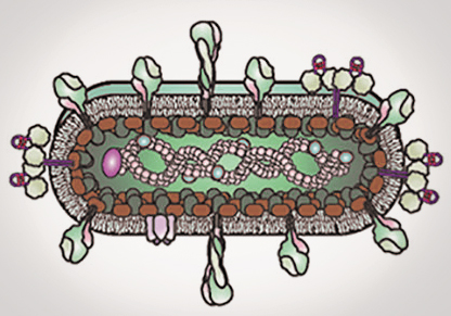 New Study Uncovers m6A RNA Methylation’s Role in RSV Infection and Correlation with Autophagy