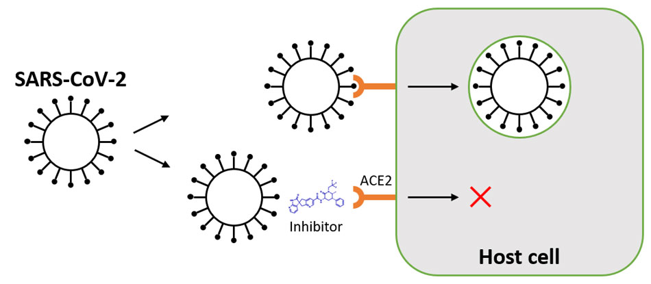 A diagram illustrating how SARS-CoV-2 spike and ACE2 receptors contribute to the viral replication cycle, while inhibition of this binding can prevent it.