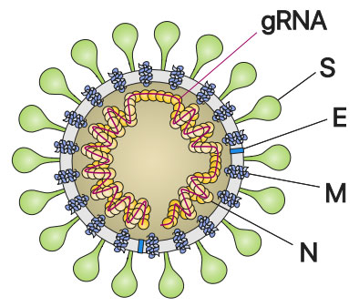 Cross section diagram of the structure of the SARS-CoV-2 virion