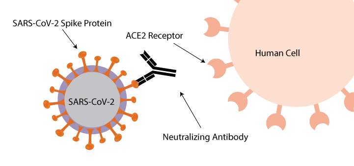 A diagram illustrating how SARS-CoV-2 neutralizing antibodies work to prevent cell attachment.