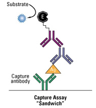 Sandwich ELISA Protocol