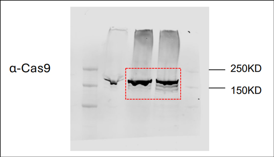 Evaluating CRISPR/Cas9 Base Editing for Greater Precision
