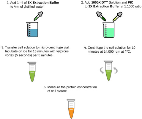 Cell Extract Preparation