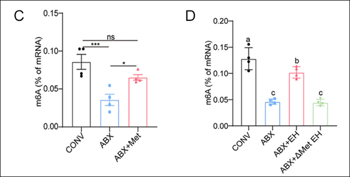 How Gut Bacteria and RNA Methylation Connect to Reproductive Health