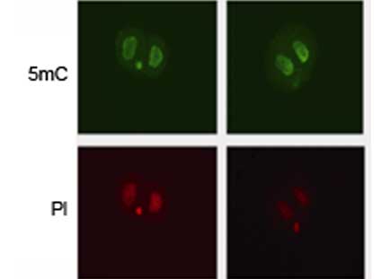 5-Methylcytosine (5-mC) Monoclonal Antibody [33D3]