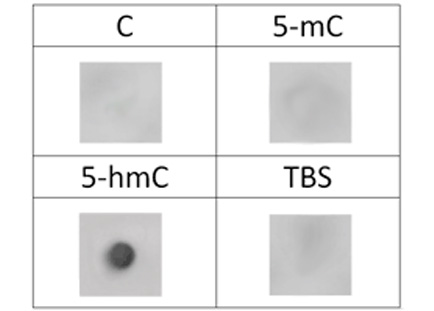  5-Hydroxymethylcytosine (5-hmC) Monoclonal Antibody [HMC/4D9]