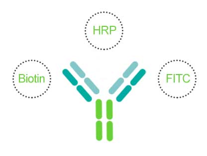 Most Popular and Versatile Labels Conjugated to Antibodies for Detection of Antigen in Immunoassays