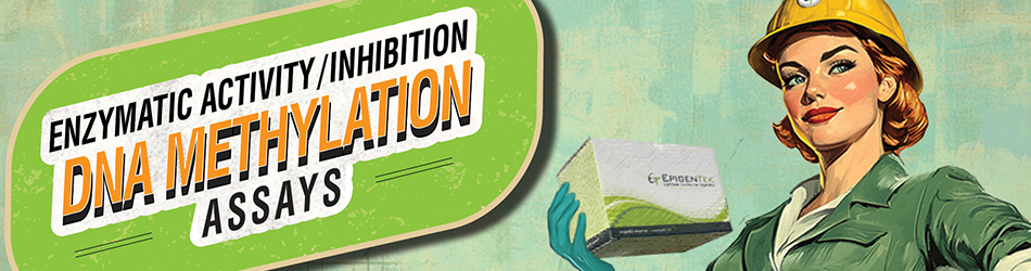 Banner showing enzymatic epigenetics workflow