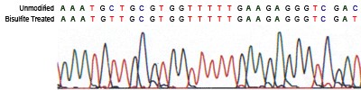 bisulfite sequencing