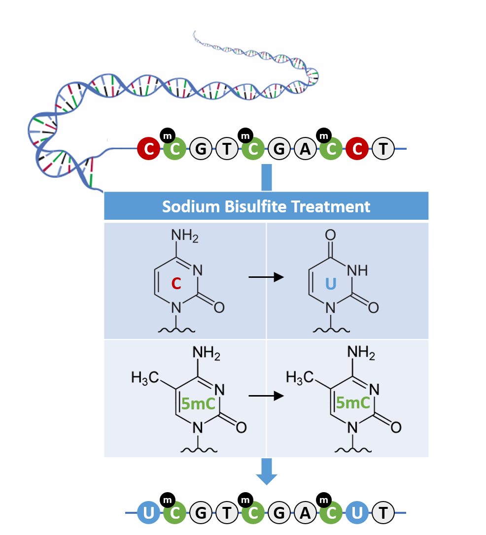 Benchtop Tips to Improve the Reliability and Consistency of Bisulfite Conversion Assays
