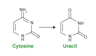 Bisulfite conversion of cytosine to uracil