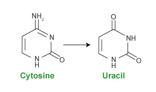 Bisulfite Conversion and Other Popular Methods for Measuring Gene-Specific DNA Methylation