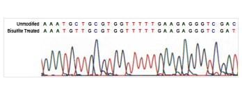 Sanger sequencing chromatograms