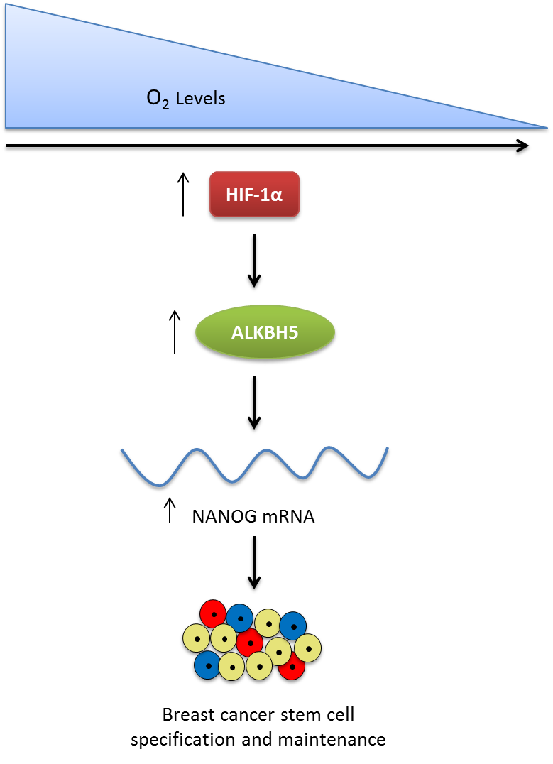 The Role of m6A RNA Modification in Cancer