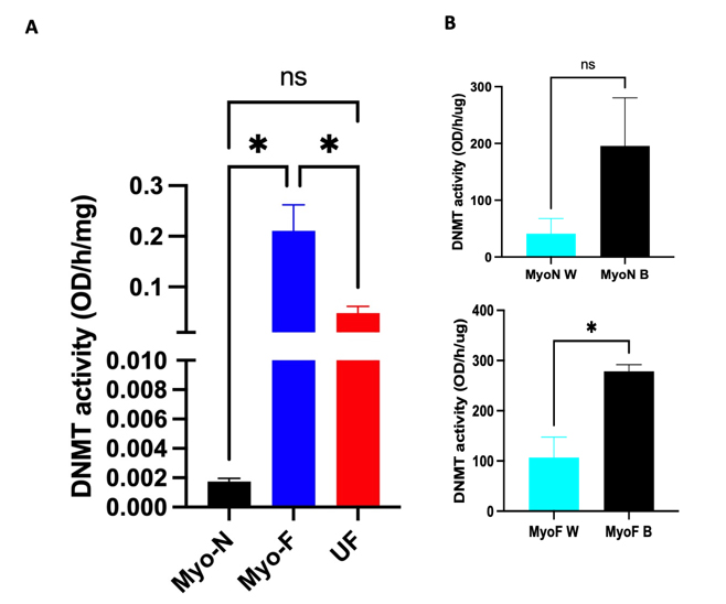 Understanding DNMT Helps Explain Fibroid Formation and Growth