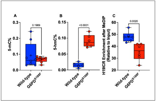 Graph showing changes in 5-hmC and H19-ICR Methylation in Aortas
