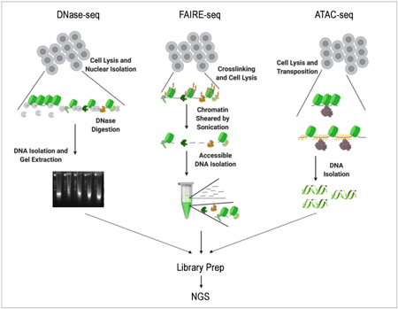 Deciphering the Genome Through Chromatin Accessibility Assays