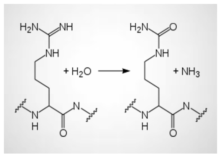 The Importance of Measuring Histone Citrullination