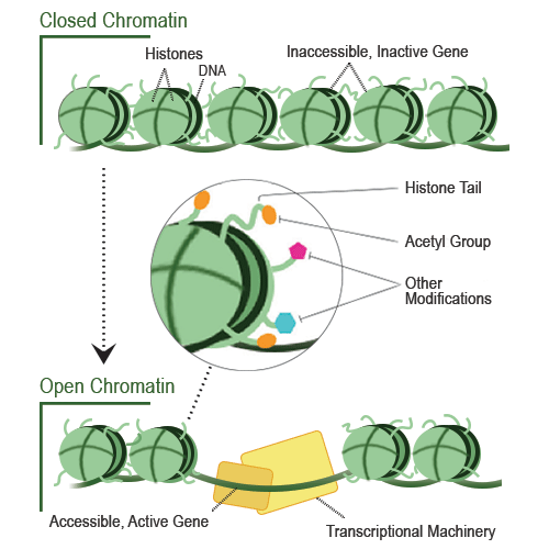 chromatin accessibility