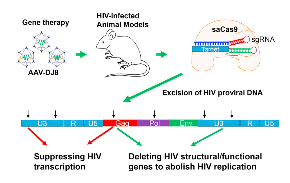 An Introduction to Understanding the CRISPR/Cas9 System