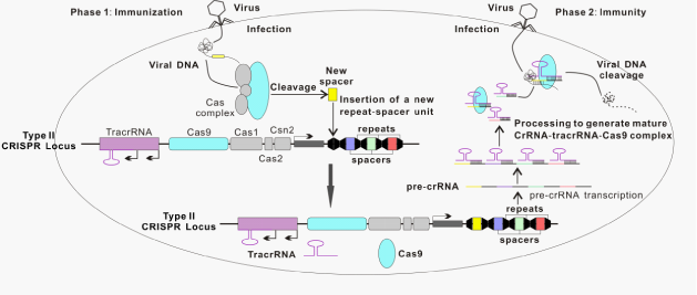 CRISPR/Cas9: From Defending Bacteria to Powerful Genome and Epigenome Editing