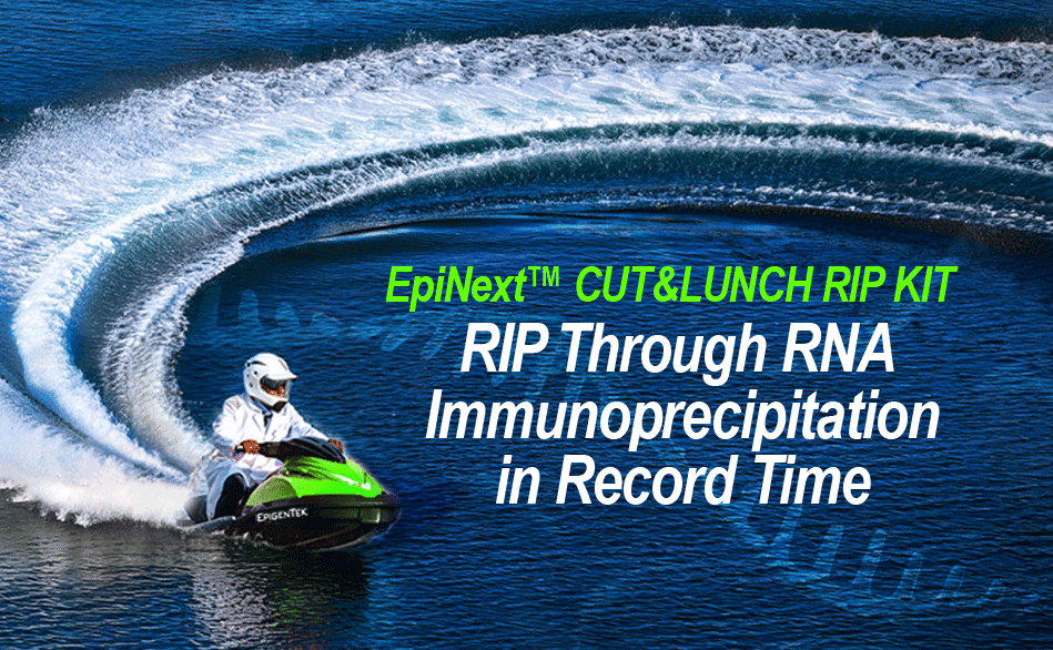 CUT&LUNCH RIP Kit RNA Immunoprecipitation banner