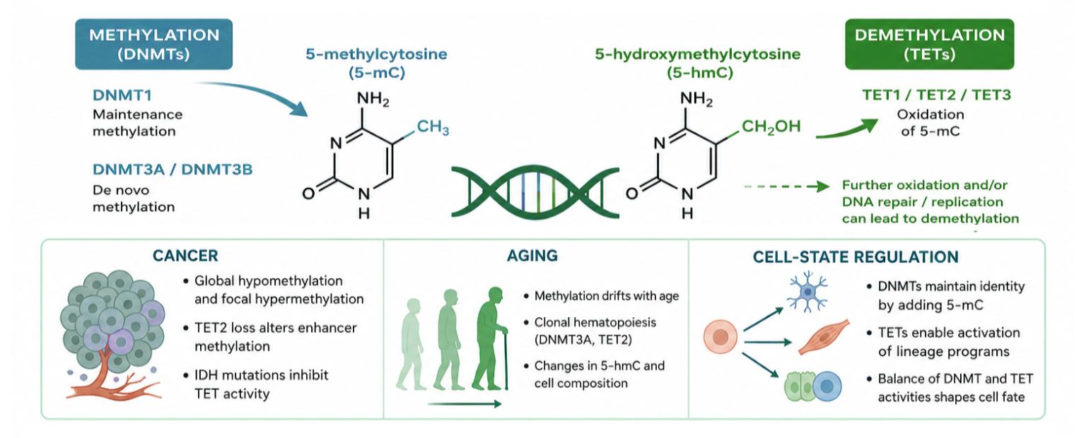 DNMT and TET Activity in Cancer, Aging, and Cell-State Regulation
