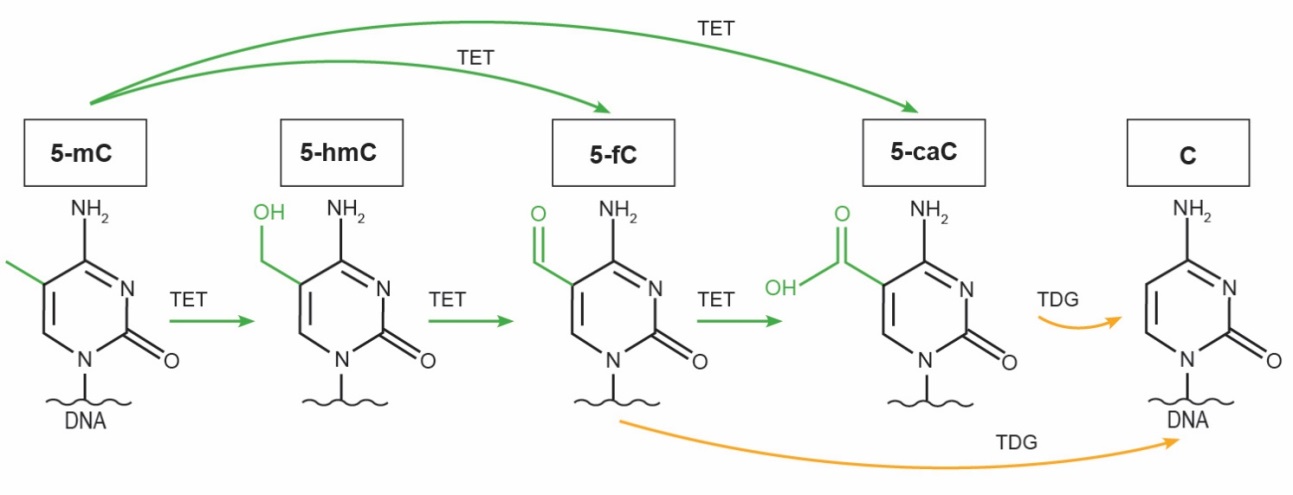 A Complete Guide to 5-Methylcytosine (5-mC) Derivatives