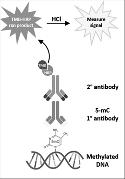 Comparison of Methods for Quantification of Global DNA Methylation