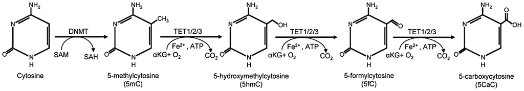 Chemical pathway illustrating cytosine methylation by DNMT and demethylation by TET enzymes, showing 5mC, 5hmC, 5fC, and 5caC.