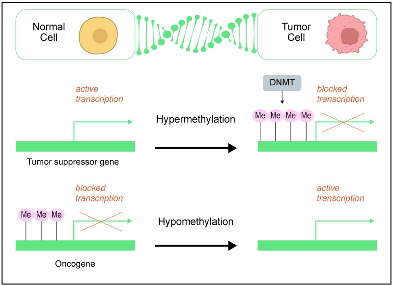 Illustration of epigenetic changes in normal vs. tumor cells showing hypermethylation and hypomethylation effects on gene transcription. Image adapted from Chen C. et al., https://doi.org/10.31083/j.fbl2712326