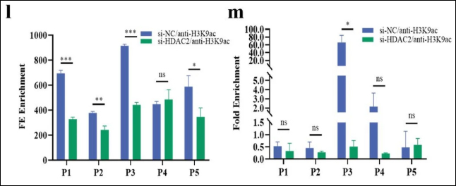 Chromatin Accessibility Drives a Newly Identified Gene Target that Protects Ovarian Cells