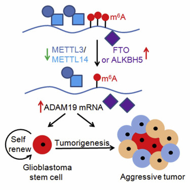 Self-renewal of glioblastoma stem cells and m6A RNA methylation