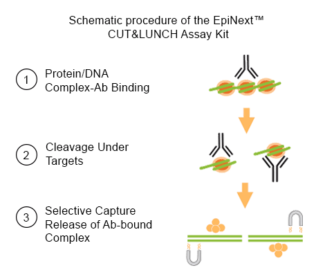 Schema of Extremely Fast 3-Step Protocol