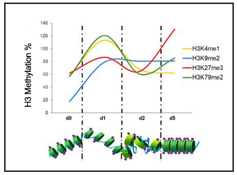 Study Reveals Histone H3K9me2 & H3K79me3 as Potential Guardians Against Cancer