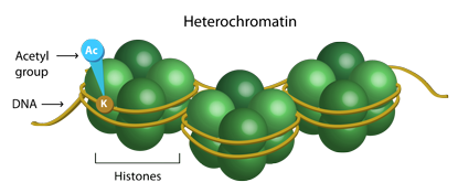 Chromatin Remodeling and Studying Protein-DNA Interactions with Chromatin Immunoprecipitation (ChIP)