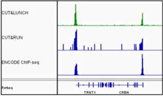 Flowchart comparing traditional ChIP-seq and high-throughput ChIP-seq (HT ChIP-seq) methods, highlighting fewer steps, reduced complexity, and shorter processing time in the HT ChIP-seq workflow.