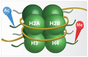 Conceptual image of a nucleosome with four core histones (H2A, H2B, H3, H4) illustrating acetylation (Ac) and methylation (Me) modifications.
