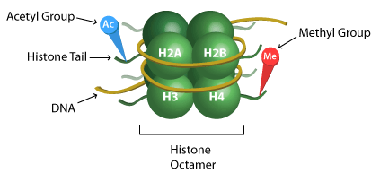 Advanced Epigenetic Overview of Histone Modifications