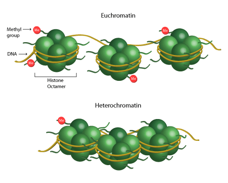 Chromatin Remodeling and Unraveling the Histone Code