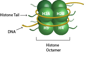 Circulating Histones as Epigenetic Biomarkers of Disease