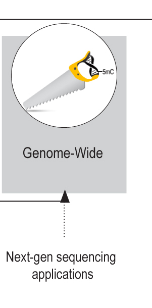 Global Methylation Quantitation