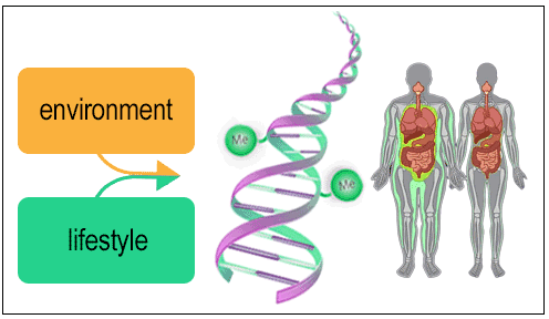 The Impact of Environmental and Lifestyle Factors on DNA Methylation, Gene Expression, and Health