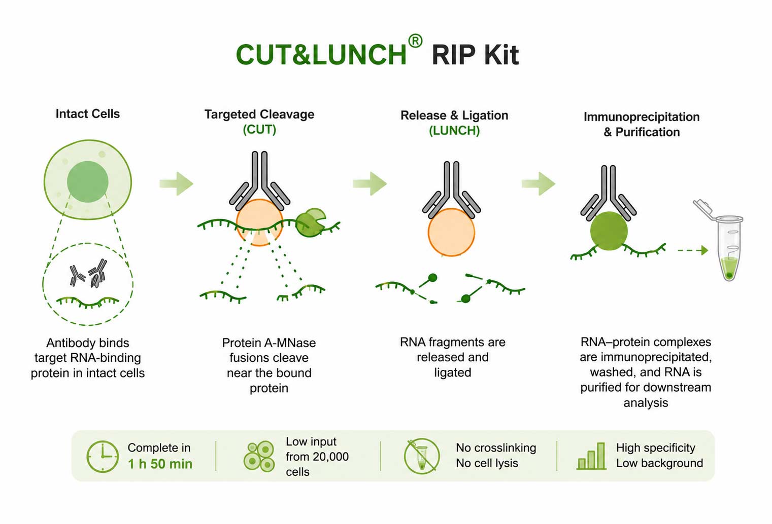 Schematic procedure of the EpiNext CUT&LUNCH RIP Kit for RNA immunoprecipitation, showing three-step process: Protein/RNA complex-antibody binding, target cleavage, and selective capture of antibody-bound complexes for high-specificity RNA enrichment.