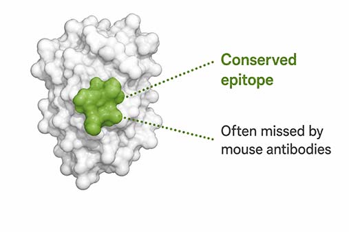 Representative epitope recognition graphic