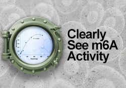 m6A activity